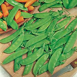 Pea Oregon Sugar Pod - Seeds