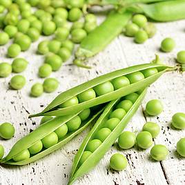 Pea Champion Of England (Maincrop)