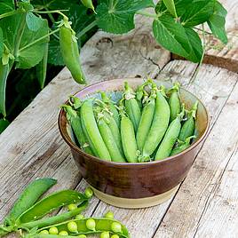 Pea Kelvedon Wonder - Seeds