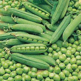 Pea Early Onward - Seeds