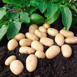 Seed Potatoes Jazzy