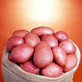 Seed Potato Organic Setanta
