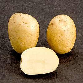 Potato McCain Premiere