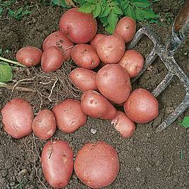 Seed Potatoes - Red Duke of York