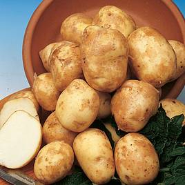 Potato Pentland Javelin