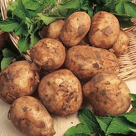 Seed Potatoes - Maris Bard