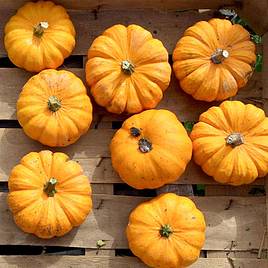 Pumpkin Jack Be Little - Organic Seeds