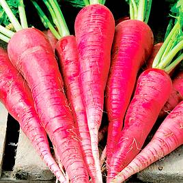 Radish Long Scarlet - Seeds