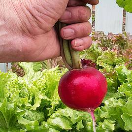 Radish Giant Butter - Seeds
