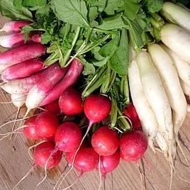 Radish Mixed - Organic Seeds