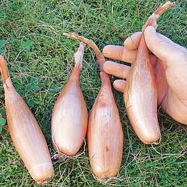 Onion Zebrune - Seeds