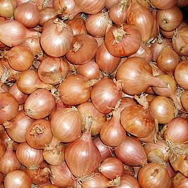 Shallot Ambition F1 - Seeds