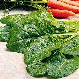 Swiss Chard Perpetual Spinach - Organic Seeds