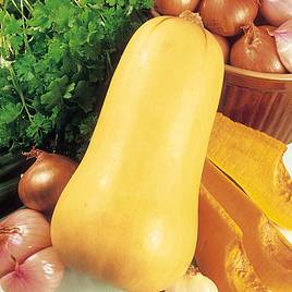 Squash Butternut - Organic Seeds