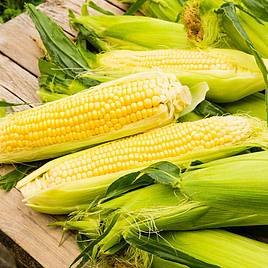 Sweetcorn (Organic) Seeds - Damaun