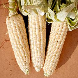 Sweetcorn Stowells Evergreen - Seeds
