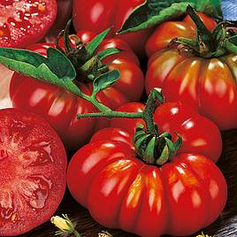 Tomato (Organic) Seeds - Costoluto Fiorentino (Indeterminate)
