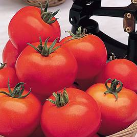 Tomato (Organic) Seeds - Moneymaker (Indeterminate)