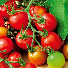 Tomato Seeds - Red Alert (Determinate)