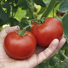 Tomato Alicante