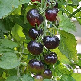 Tomato Indigo Rose (Grafted)