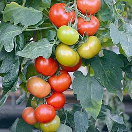 Tomato Seeds - Crimson Crush F1 (Indeterminate)