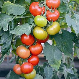 Tomato Crimson Crush (Grafted)