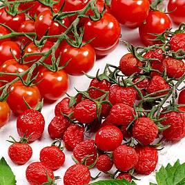 Tomato Sugar Plum Raisin (Grafted)