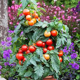 Tomato Summerlast