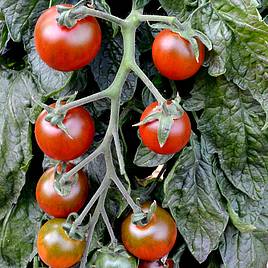 Tomato Seeds - Ruby Falls (Indeterminate)