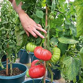 Tomato Seeds - Crimson Blush F1 (Indeterminate)