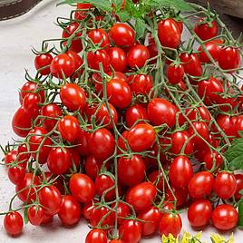 Tomato Tutti Frutti Collection (Grafted)