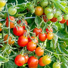 Tomato (Organic) Seeds - Koralik F1 (Determinate)