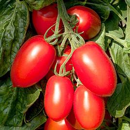 Tomato Crimson Plum (Grafted)