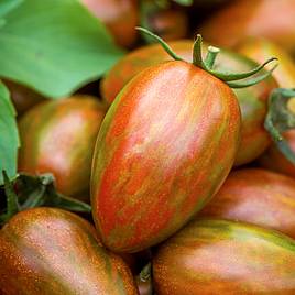 Tomato Shimmer F1 Hybrid (Grafted)