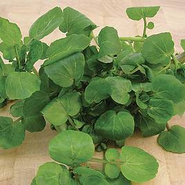 Leaf Salad Seeds - Watercress Aqua