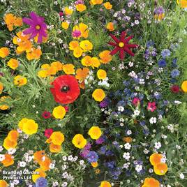 Native British Wildflower Mix Window Box - Seeds