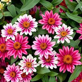 Zinnia Cherry Profusion - Seeds