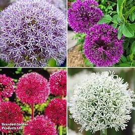 Allium Giant Collection