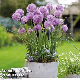 Allium carolinianum Rosy Dream