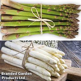 Asparagus Vittorio (Spring Planting)