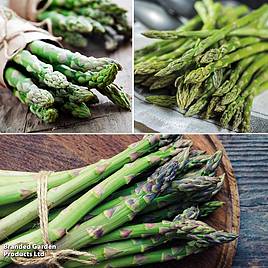 Asparagus Continuity Collection
