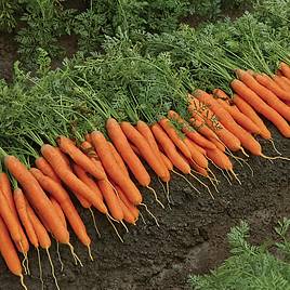 Carrot Berlicum - Organic Seeds