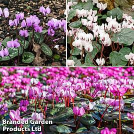 Cyclamen Bulb Collection