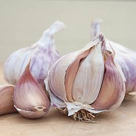 Garlic Germidour (Spring/Autumn Planting)