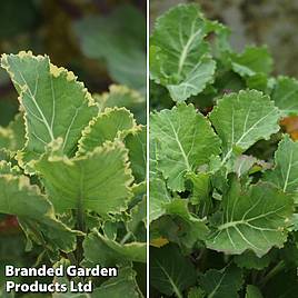 Kale Daubentons Duo