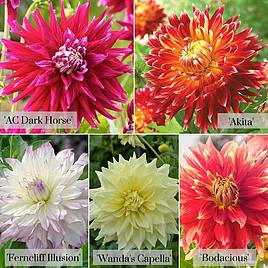 Dahlia Dinner Plate Quintet
