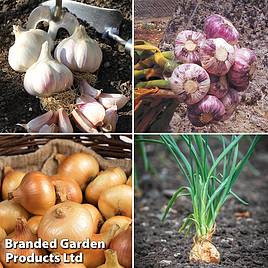 Bumper Autumn Planting Collection - Onion/Shallot/Garlic