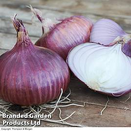 Onion (Spring) Red Baron Organic