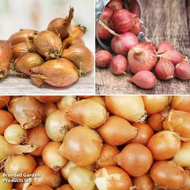 Shallot Triple Pack (Spring Planting)
